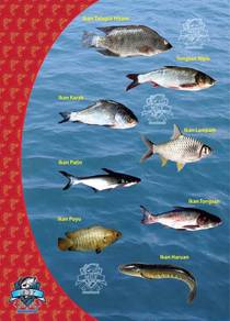Ikan Air Tawar Borong Kampar Perak