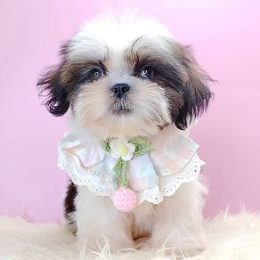 Shih Tzu