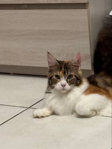 Mainecoon female