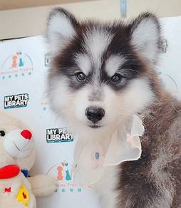 Husky