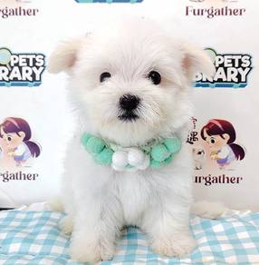 Bichon Frise