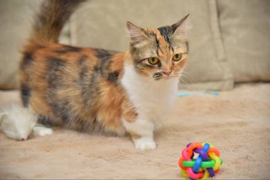 Munchkin Supershot (Kacukan Kinkalow) - calico