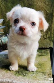 Chihuahua ~2