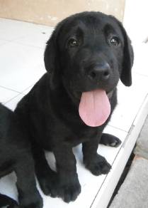 Labrador Retriever05