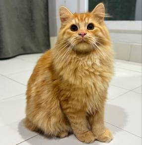 Kucing Oren (DLH)