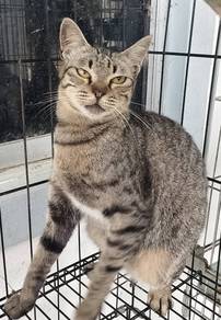 Kucing Kampung Betina Free