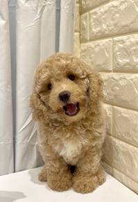 G34 Fluffy Poodle Puppy