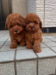 Cute Poodle Puppies – Healthy & Vaccinated