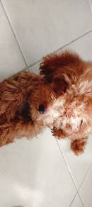 Rare red nose Brown toy poodle