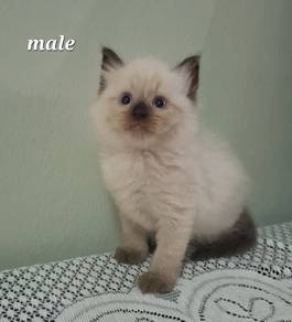 Ragdoll kitten