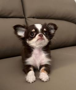 Chihuahua