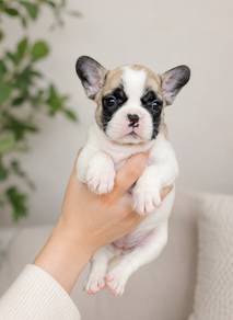Pure Breed Frenchie