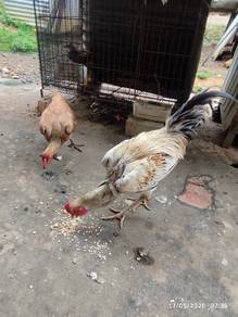 ayam muda...