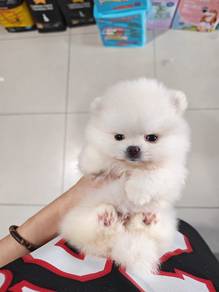teacup pomeranian