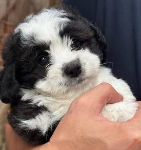 Shihpoo