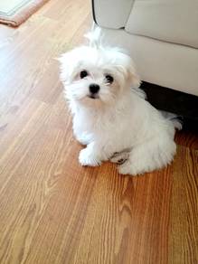 GHH1000 Maltipoo puppies dogs