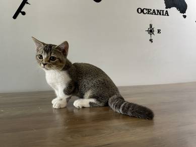 Munchkin Standard (Male)