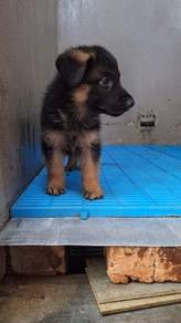 German shepherd puppy 