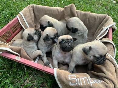 pug puppies 
