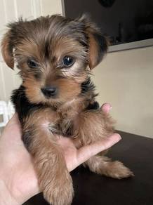 J966 Heart-stealer Silkese Long Hair Small Puppy D