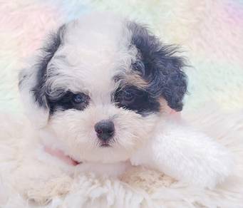 Maltipoo