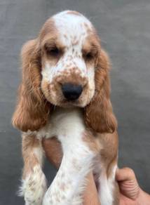 ENGLISH COCKER SPANIEL PUPPIES C67🌻 Male