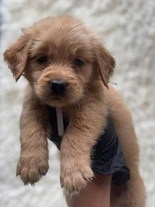Golden puppies11