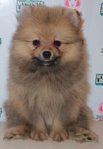 i49 Adorable Pomeranian Puppy