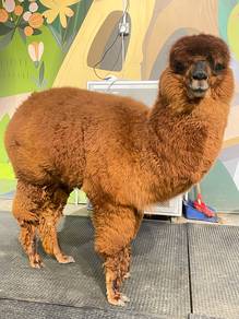 Alpaca