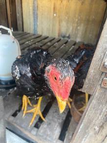 ayam baka lama