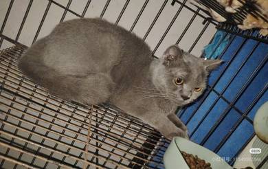 Bsh British Short Hair - Blue (Female）