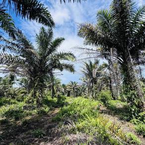 Agricultural Land in Pontian, JHR