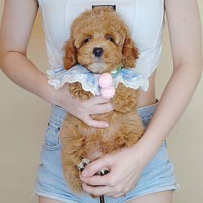 Poodle