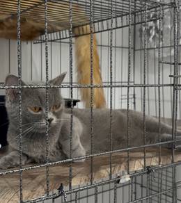 female munchkin bsh siap mating