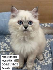 Non standard Munchkin Cat for Sale