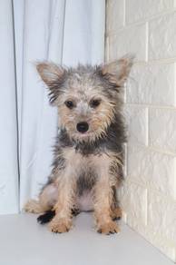 J0545 Silkese Silky Coat Cute Teddy Bear Puppy