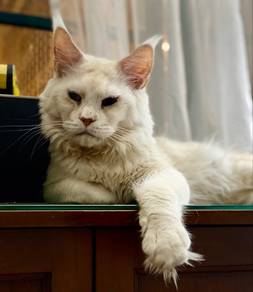 Maine Coon