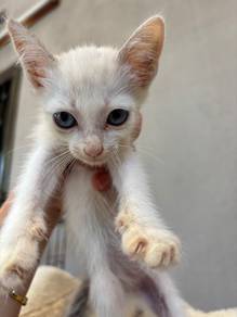 kitten for adoption