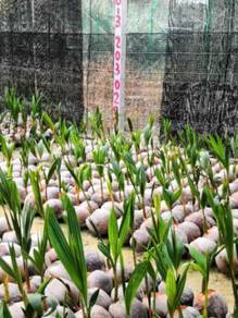 Benih kelapa macopuno / sgg cn16