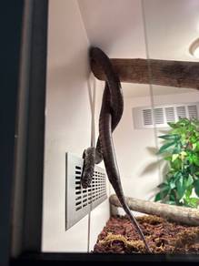 King snake