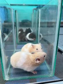 hamster