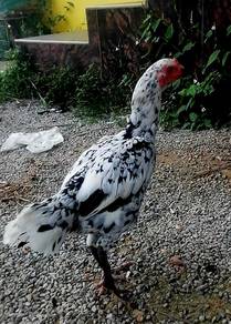 Ayam betina