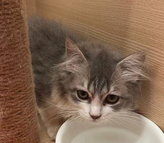 Persian Untuk Dijual !!