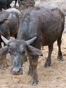 Lembu/ kerbau jantan