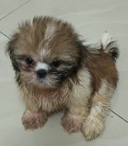 Shih Tzu puppy 
