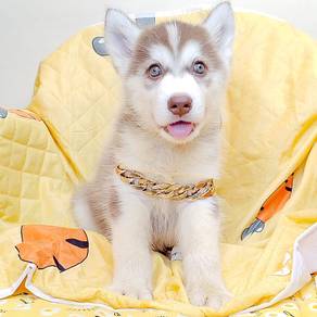 Husky