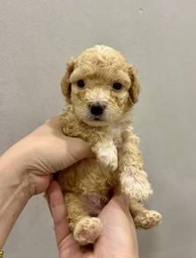 Toy Poodle