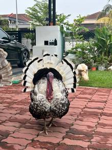 Turkey For Sale