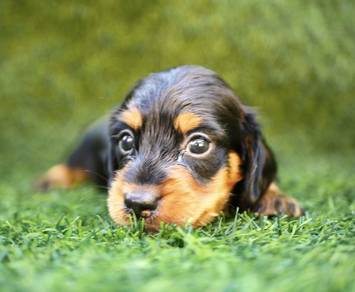 MINIATURE DACHSHUND Puppies D147 PREMIUM Quality