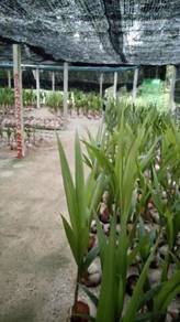 Benih kelapa MAWAR KING & sgg tulen